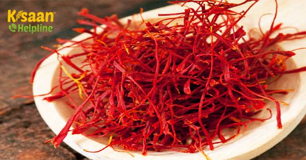 जीआई टैग द्वारा संचालित, J&K ने UAE बाजार में कश्मीरी केसर लॉन्च किया जीआई टैग द्वारा संचालित, J&K ने UAE बाजार में कश्मीरी केसर लॉन्च किया